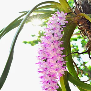 Foxtail orchid plants